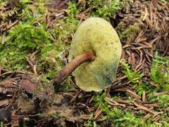 Boletellus chrysenteroides