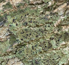 Bacidia schweinitzii