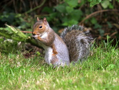 Sciurus carolinensis