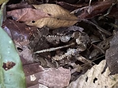 Incilius melanochlorus