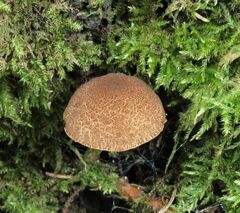 Boletellus chrysenteroides