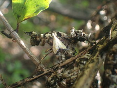 Glaucocharis auriscriptella