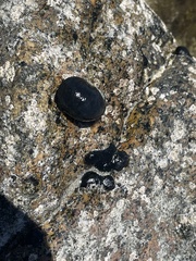 Nerita atramentosa