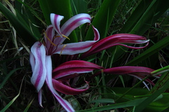 Crinum × amabile