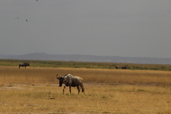 Connochaetes taurinus albojubatus