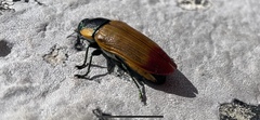 Temognatha variabilis