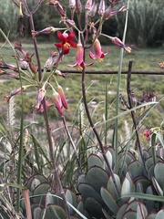 Cotyledon