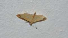Eulepte