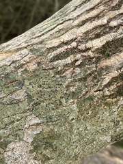 Bacidia schweinitzii