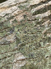 Bacidia schweinitzii