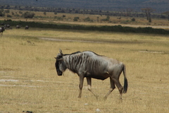 Connochaetes taurinus albojubatus