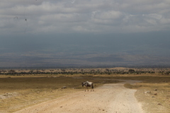Connochaetes taurinus albojubatus