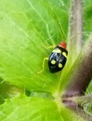 Gynandrobrotica lepida