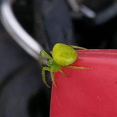 Araneus circulissparsus