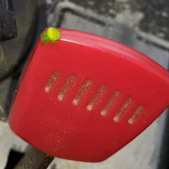 Araneus circulissparsus