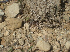 Neocicindela tuberculata