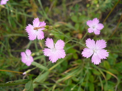 Dianthus campestris