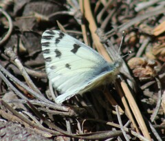 Pontia sisymbrii