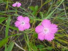 Dianthus campestris