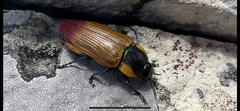 Temognatha variabilis