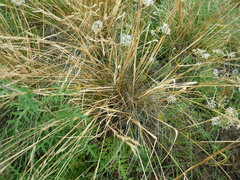 Stipa pennata