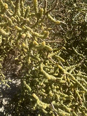 Allenrolfea occidentalis