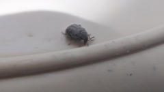 Acanthoscelides obtectus