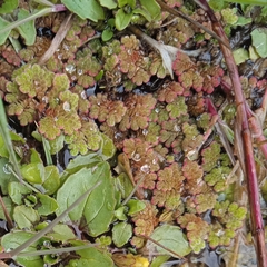 Azolla filiculoides