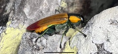 Temognatha variabilis