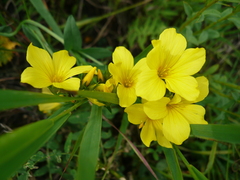 Linum flavum