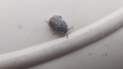 Acanthoscelides obtectus