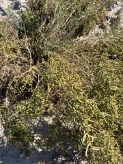 Allenrolfea occidentalis