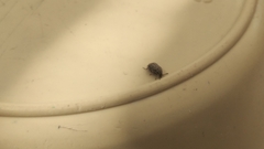 Acanthoscelides obtectus