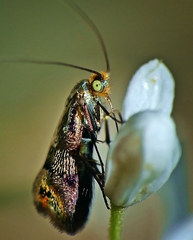 Nemophora sparsella