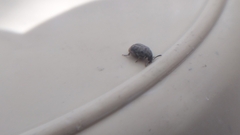 Acanthoscelides obtectus