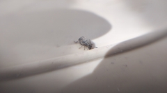 Acanthoscelides obtectus