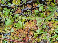 Azolla filiculoides