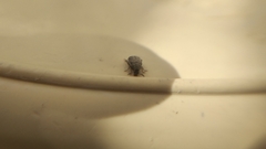 Acanthoscelides obtectus