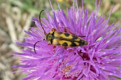 Typocerus octonotatus