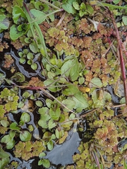 Azolla filiculoides