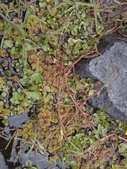 Azolla filiculoides