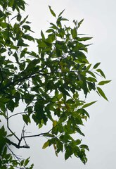 Eucalyptus pellita