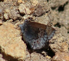 Callophrys polios