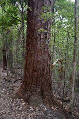Eucalyptus pellita