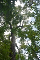 Eucalyptus pellita