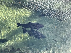 Colossoma macropomum