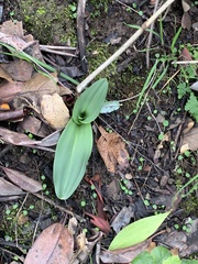 Platanthera elongata