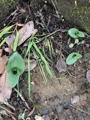 Platanthera elongata