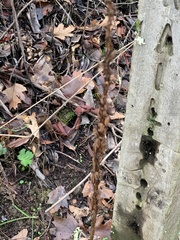 Platanthera elongata