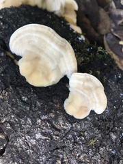 Trametes betulina